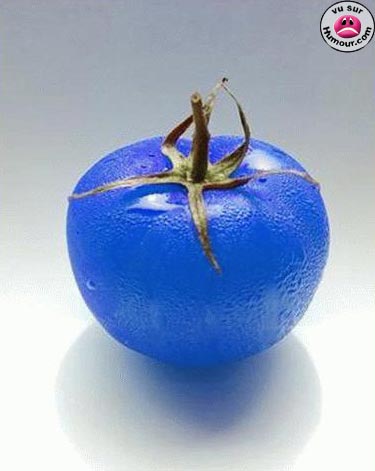 tomate bleu